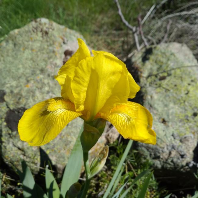 Name:  iris ssen  yellow 3.jpg
Views: 649
Size:  58.3 KB