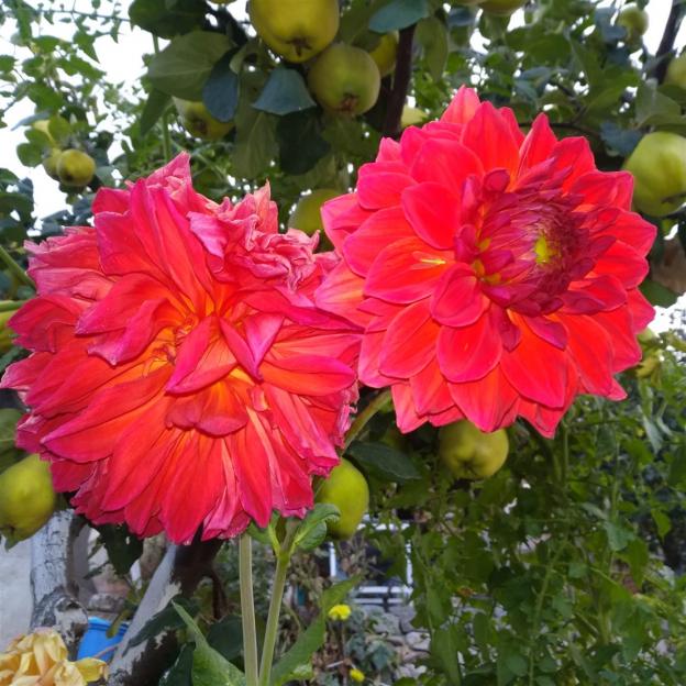 Name:  Dahlia (Yıldız çiçeği) tohumdan yetişenler.jpg
Views: 295
Size:  70.8 KB