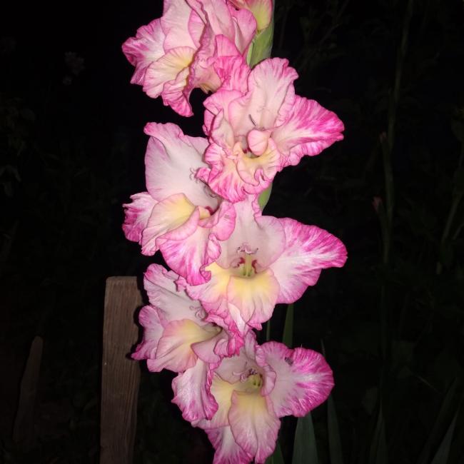 Name:  Glayöl, Kılıç Çiçeği (Gladiolus.jpg
Views: 461
Size:  39.9 KB