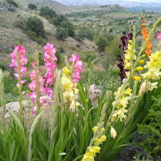 Name:  Glayöl, Kılıç Çiçeği (Gladiolus 8.jpg
Views: 453
Size:  73.3 KB