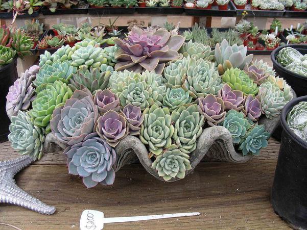 Эхеверия/Эчеверия/Echeveria/Каменная роза 209397d1304671654-2513587119_a8ff36bb06_z