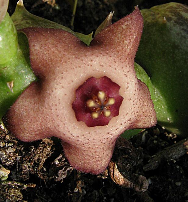 Name:  1 Duvalia parviflora x Huernia sp....jpg
Views: 3581
Size:  71.3 KB
