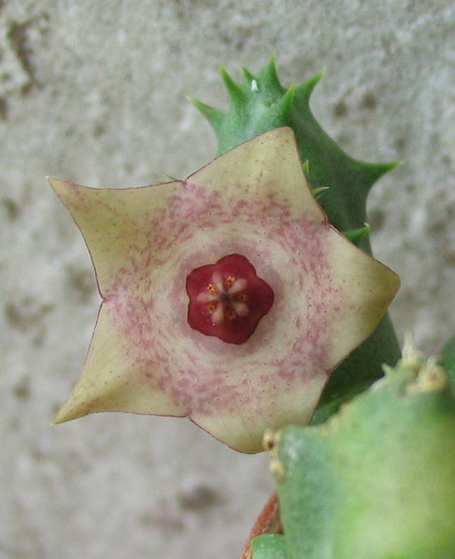Name:  Duvalia parviflora x Huernia x 1.jpg
Views: 1193
Size:  48.5 KB