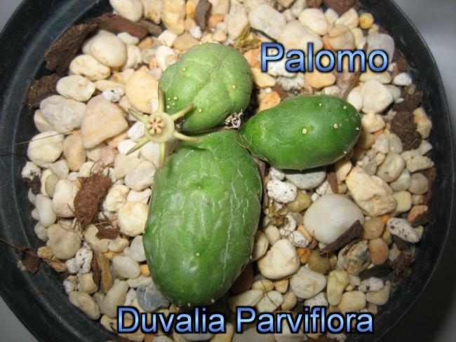 Name:  Duvalia_Parviflora.jpg
Views: 870
Size:  55.9 KB