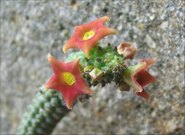 Name:  Echidnopsis archeri 1.jpg
Views: 857
Size:  43.7 KB