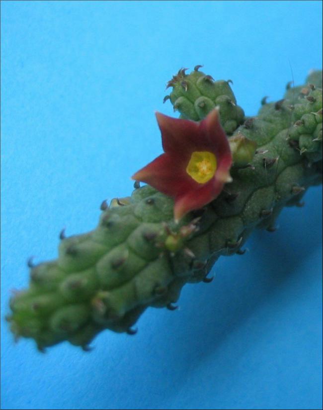 Name:  Echidnopsis archeri.jpg
Views: 886
Size:  44.6 KB