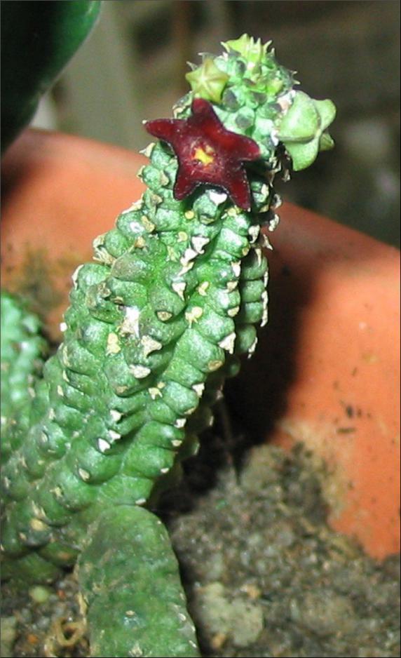 Name:  Echidnopsis bihendulensis.jpg
Views: 888
Size:  74.3 KB