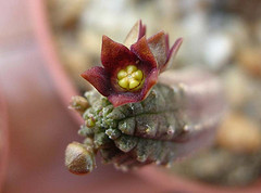 Name:  Echidnopsis cereiformi var brunea0.jpg
Views: 815
Size:  29.4 KB