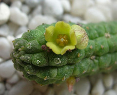Name:  Echidnopsis cereiformis.jpg
Views: 856
Size:  34.3 KB