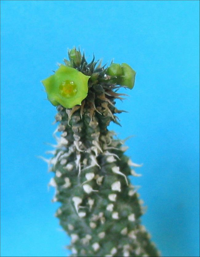 Name:  Echidnopsis chrysantha.jpg
Views: 815
Size:  50.1 KB