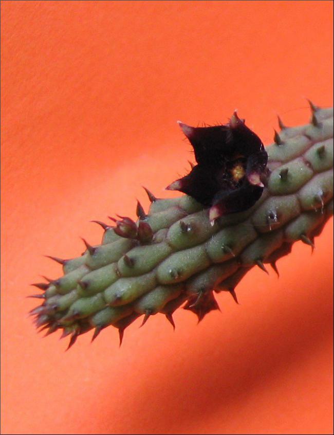Name:  Echidnopsis ciliata.jpg
Views: 846
Size:  50.5 KB
