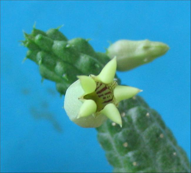 Name:  Echidnopsis insularis.jpg
Views: 845
Size:  33.0 KB