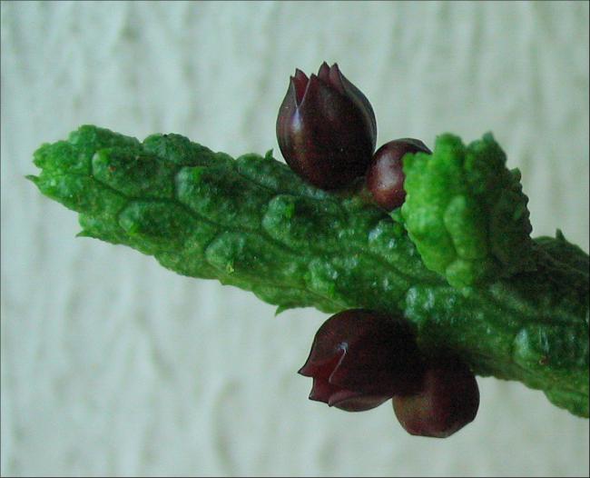 Name:  Echidnopsis oviflora.jpg
Views: 917
Size:  37.4 KB