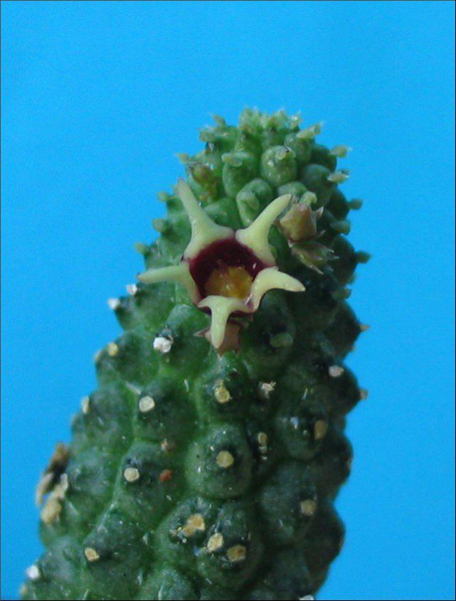 Name:  Echidnopsis radiens.jpg
Views: 824
Size:  59.0 KB