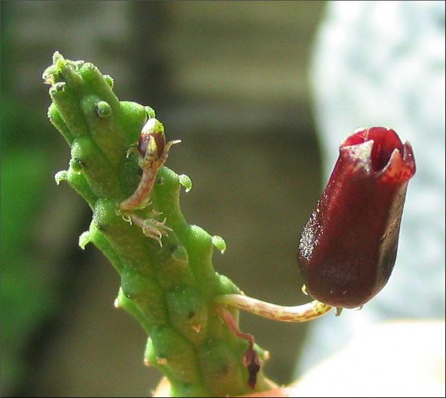 Name:  Echidnopsis squamulata0.jpg
Views: 843
Size:  39.0 KB