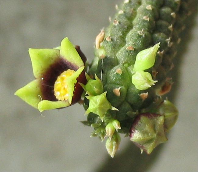 Name:  Echidnopsis yemenensis.jpg
Views: 826
Size:  43.3 KB