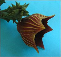 Name:  Huernia keniensis globosa cote.jpg
Views: 717
Size:  9.1 KB