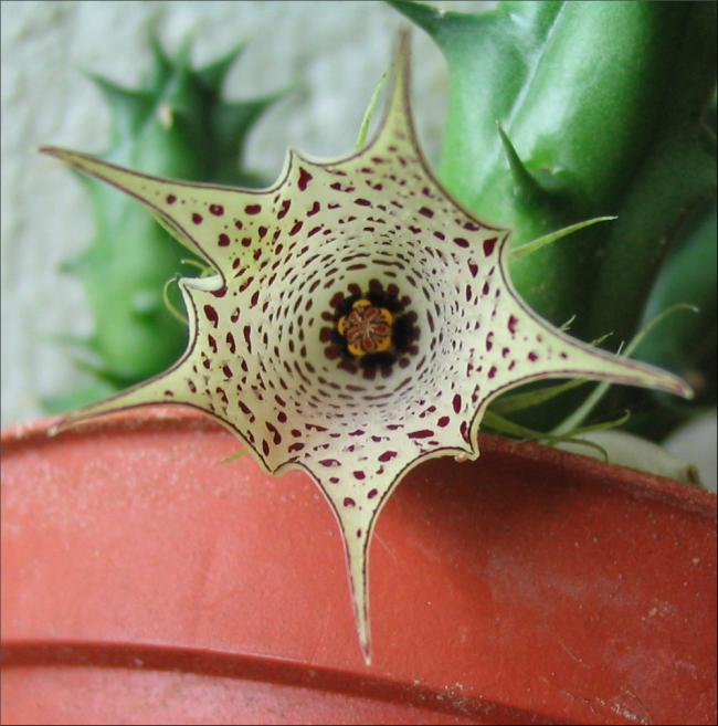 Name:  Huernia macrocarpa ssp hareghensis.jpg
Views: 1038
Size:  54.5 KB