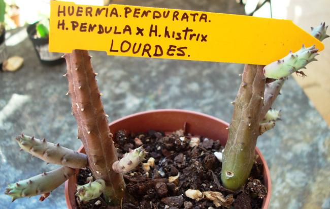 Name:  huernia pendurata. (h. pendula x h. histrix)1.jpg
Views: 948
Size:  44.2 KB