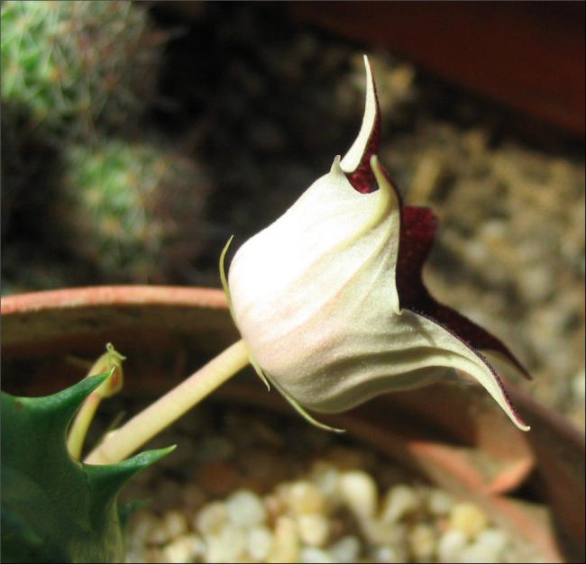 Name:  Huernia urceolata x Huernia keniensis cote.jpg
Views: 901
Size:  40.0 KB