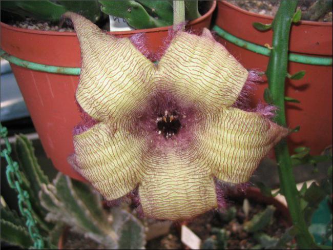 Name:  Stapelia grandiflora form.jpg
Views: 901
Size:  55.6 KB
