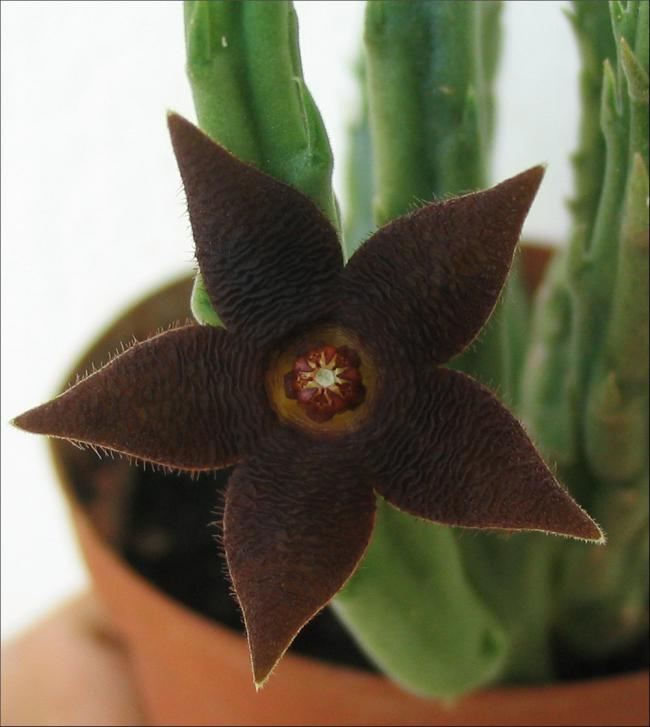 Name:  Stapelia kwebensis.jpg
Views: 902
Size:  43.6 KB