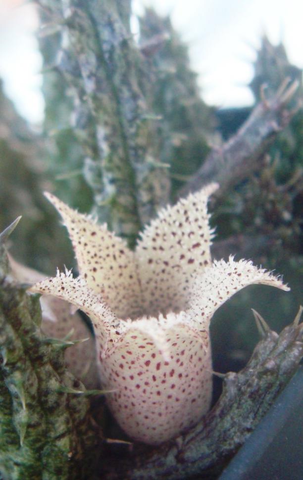 Name:  Stapelianthus decaryi .jpg
Views: 902
Size:  64.6 KB