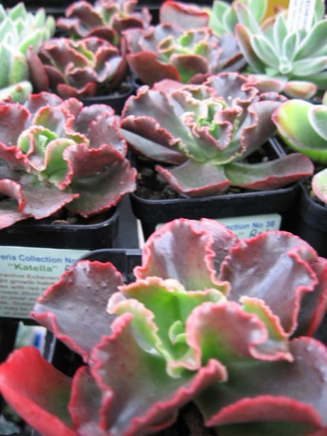 Name:  succulent and bromeliads 017.jpg
Views: 65737
Size:  57.3 KB