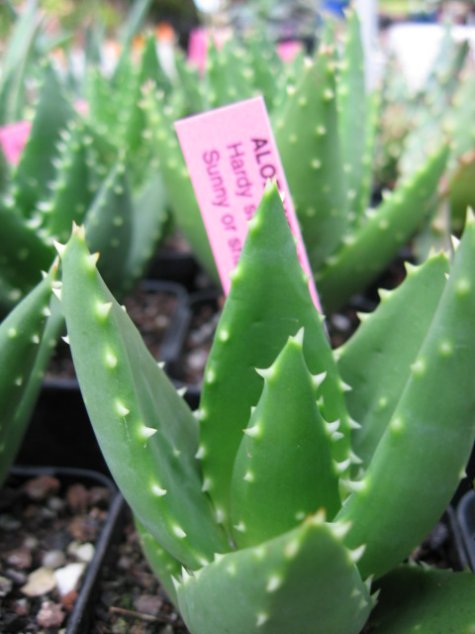 Name:  succulent and bromeliads 035.jpg
Views: 63772
Size:  46.3 KB
