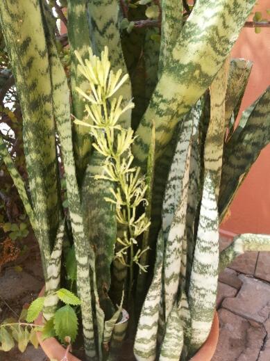 Name:  Flowering Sansevieria august 2015.jpg
Views: 4635
Size:  48.4 KB