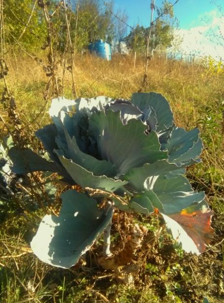 Name:  Morkelem ikinci sene.jpg
Views: 212
Size:  64.7 KB