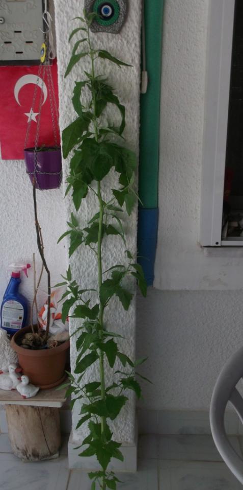 Name:  DSCF7281.jpg
Views: 942
Size:  54.4 KB