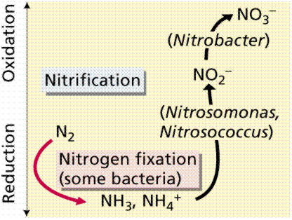 Name:  nitrobacter_1.gif
Views: 16076
Size:  20.2 KB