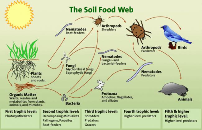 Name:  soil_food_web_circle.jpg
Views: 12235
Size:  42.4 KB