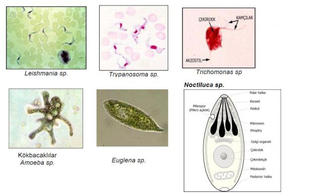 Name:  protozoalar_1.jpg
Views: 22638
Size:  31.1 KB