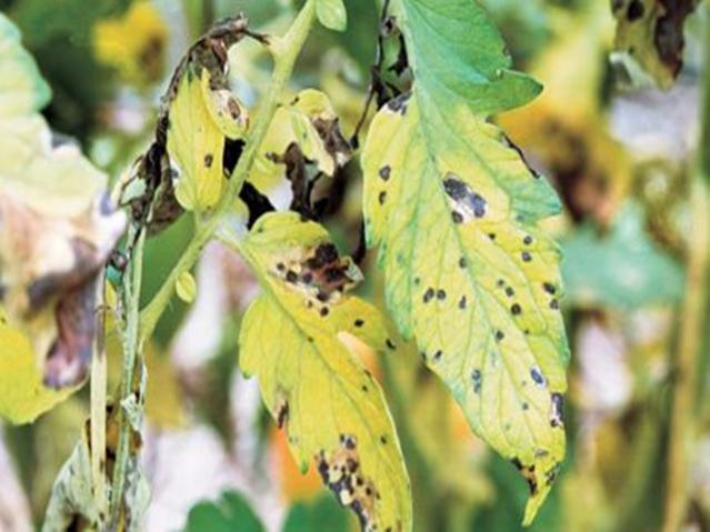 early blight tomato ohio state early blight tomato ohio state