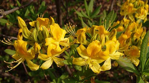 Name:  Rhododendron luteum OE BotKA G3.jpg
Views: 2532
Size:  51.4 KB
