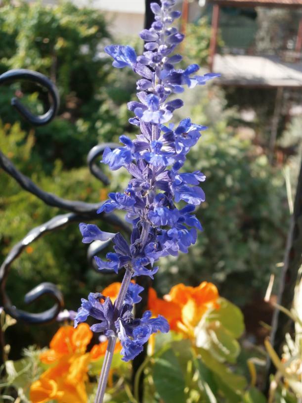 Name:  Salvia farinacea  01.jpg
Views: 1407
Size:  72.0 KB