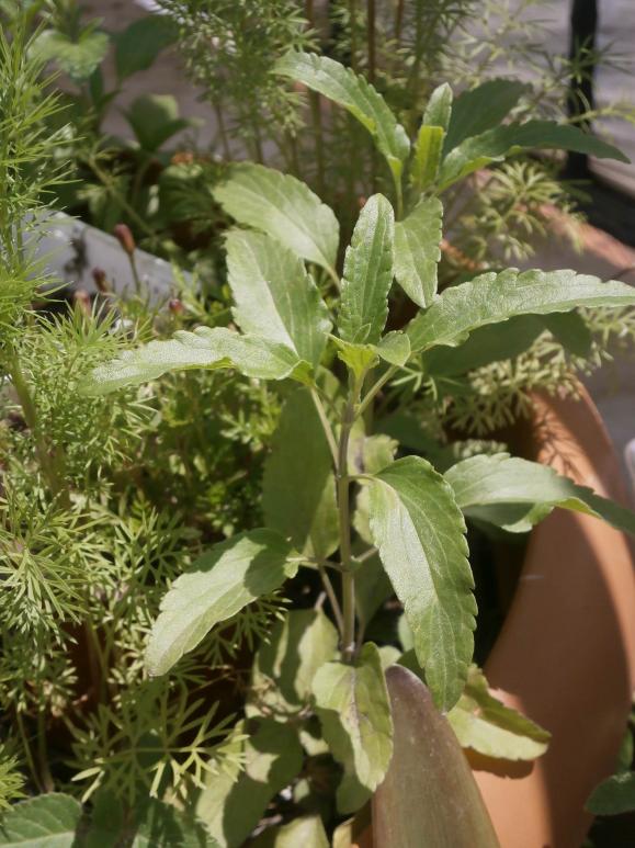 Name:  Salvia farinacea  03.jpg
Views: 1409
Size:  73.9 KB