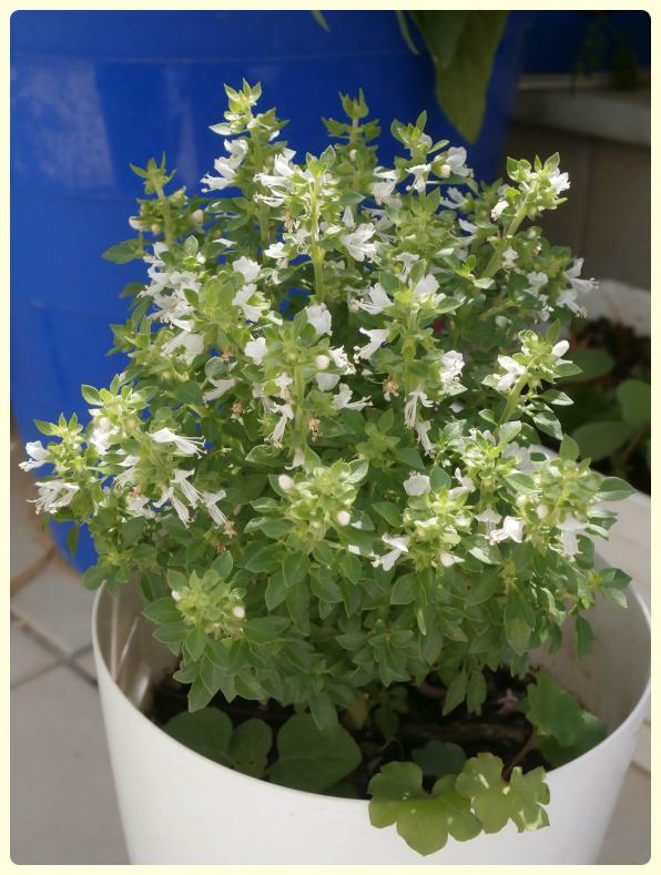 Ocimum Basilicum Feslegen Sweet Basil Page 7 Agaclar Net