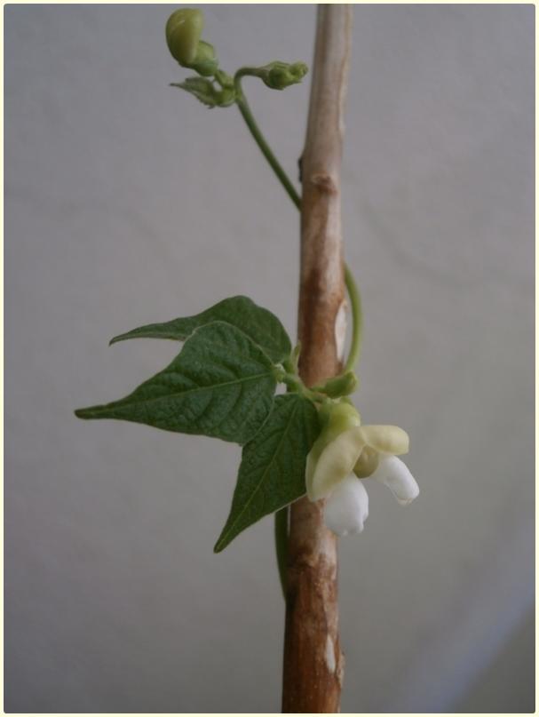 Name:  Bolu Fasulye (Phaseolus vulgaris).jpg
Views: 329
Size:  27.6 KB
