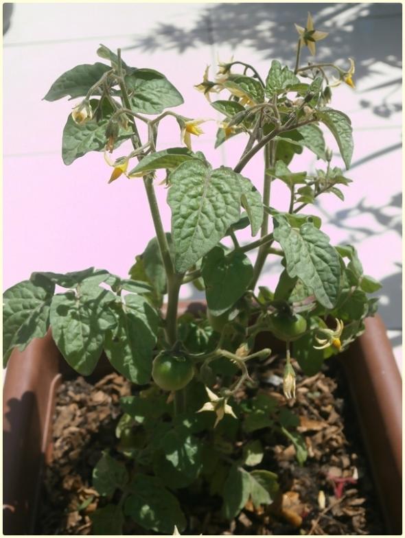 Name:  Tiny Tim Domates (Solanum lycopersicum 'Tiny Tim') (3).jpg
Views: 503
Size:  64.5 KB