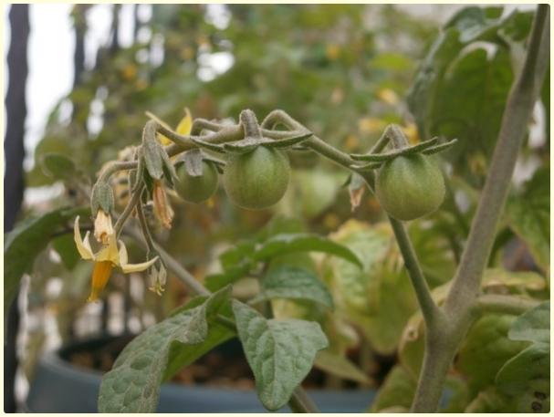 Name:  Mikrop Domates (Spoon Tomato, Lycopersicon pimpinellifolium) - meyve.jpg
Views: 304
Size:  35.1 KB