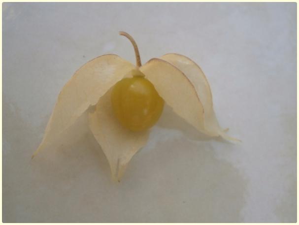 Name:  Yer Kiraz (Cape Gooseberry) (Physalis peruviana) - meyve (2).jpg
Views: 369
Size:  15.8 KB
