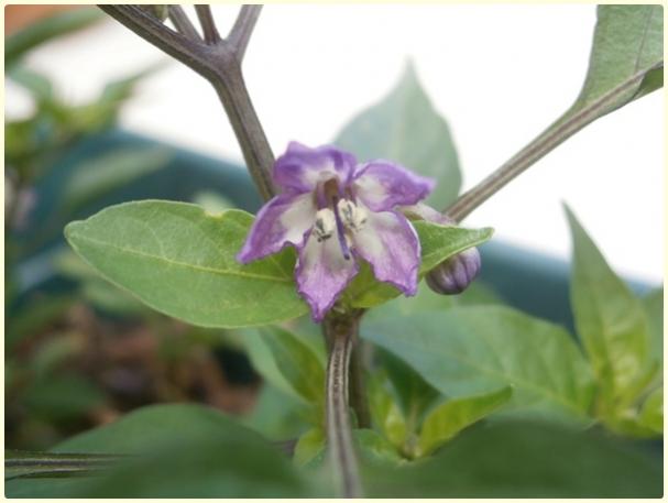 Name:  Mor nci Biber  (Capsicum frutescens cv. Peruvian Purple) - iek.jpg
Views: 418
Size:  27.2 KB
