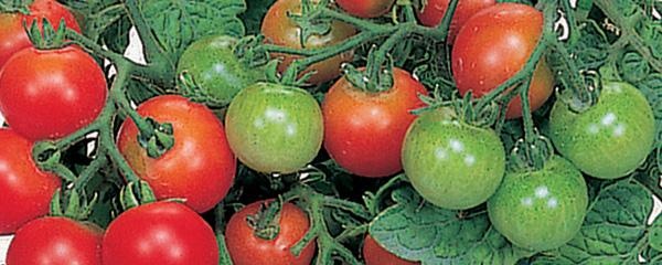 Name:  RedRobin.jpg
Views: 25503
Size:  52.4 KB
