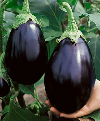 Name:  EggplantBlackBeauty.jpg
Views: 6616
Size:  33.6 KB