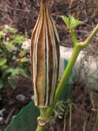 Name:  27agustos 031.JPG
Views: 10302
Size:  52.2 KB