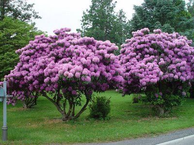Name:  rhododendron trees.jpg
Views: 26246
Size:  45.6 KB