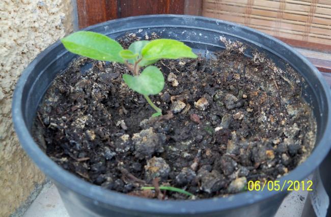 Plumeria evde. Plumeria: tohumlardan büyüyor Plumeria evde. Plumeria: tohumlardan büyüyor
